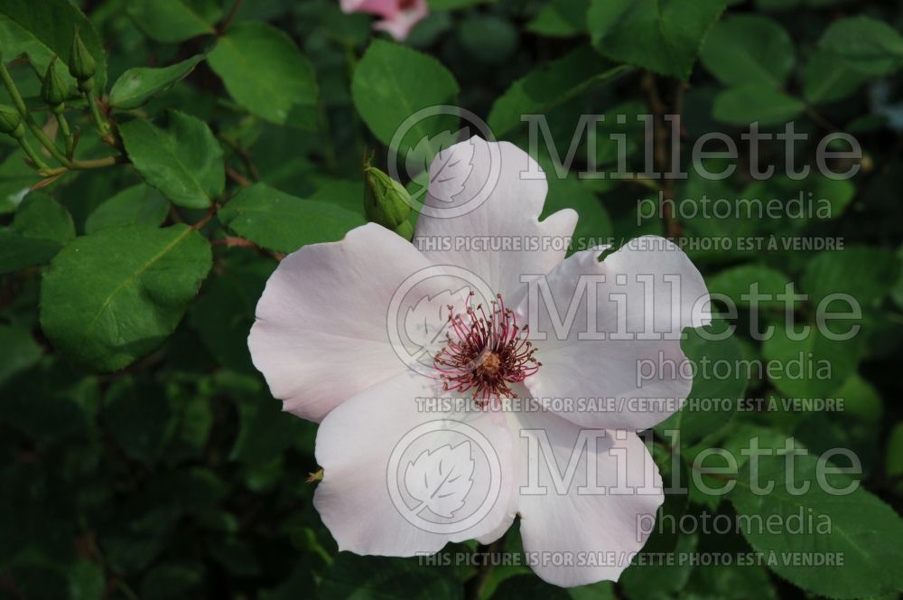 Rosa Dainty Bess (Hybrid tea Rose) 3