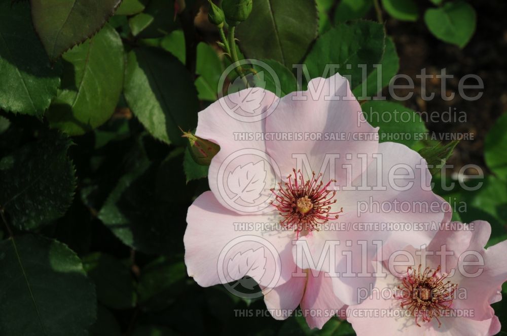 Rosa Dainty Bess (Hybrid tea Rose) 4