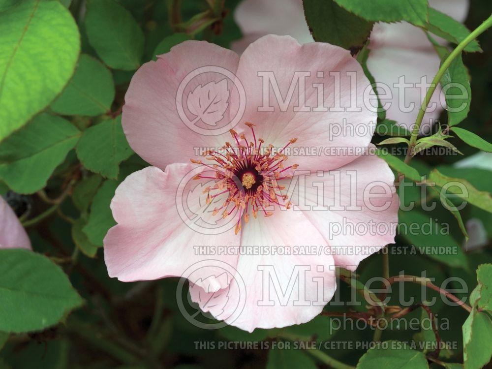 Rosa Dainty Bess (Hybrid tea Rose) 5