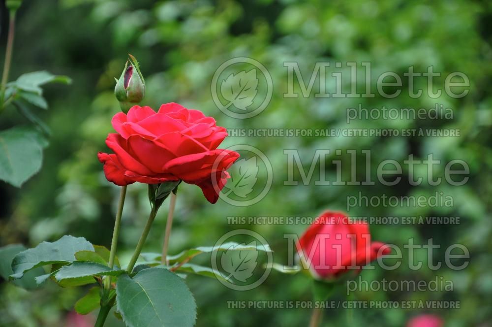 Rosa Dame de Coeur or Queen of Hearts (Hybrid Tea Rose) 2
