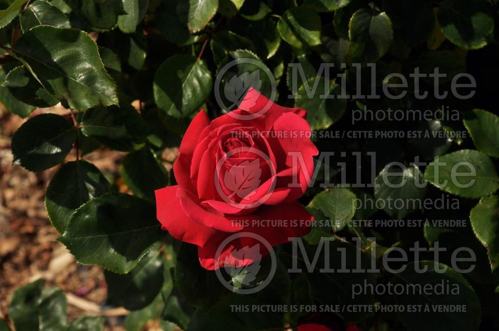 Rosa Dame de Coeur or Queen of Hearts (Hybrid Tea Rose) 3