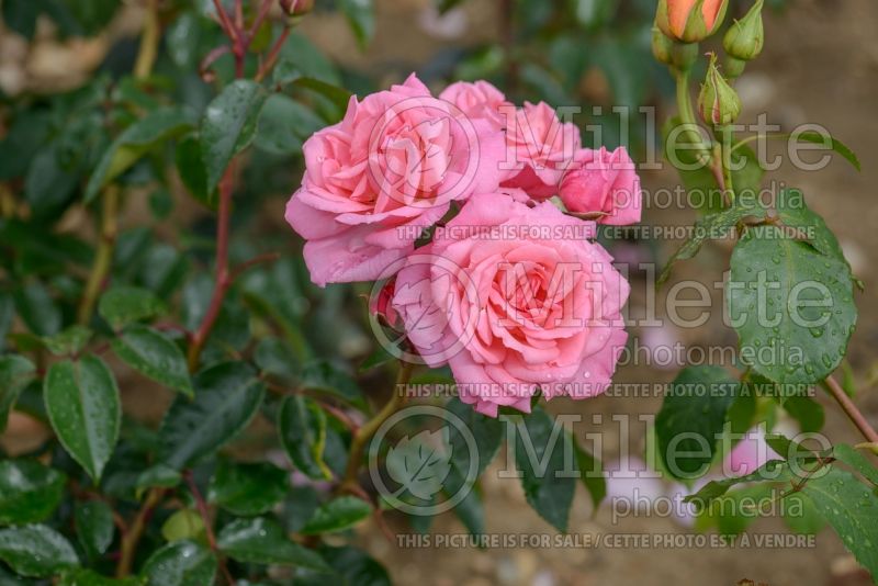 Rosa Dancing Queen (Climbing Rose) 1