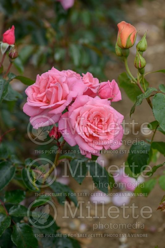 Rosa Dancing Queen (Climbing Rose) 2