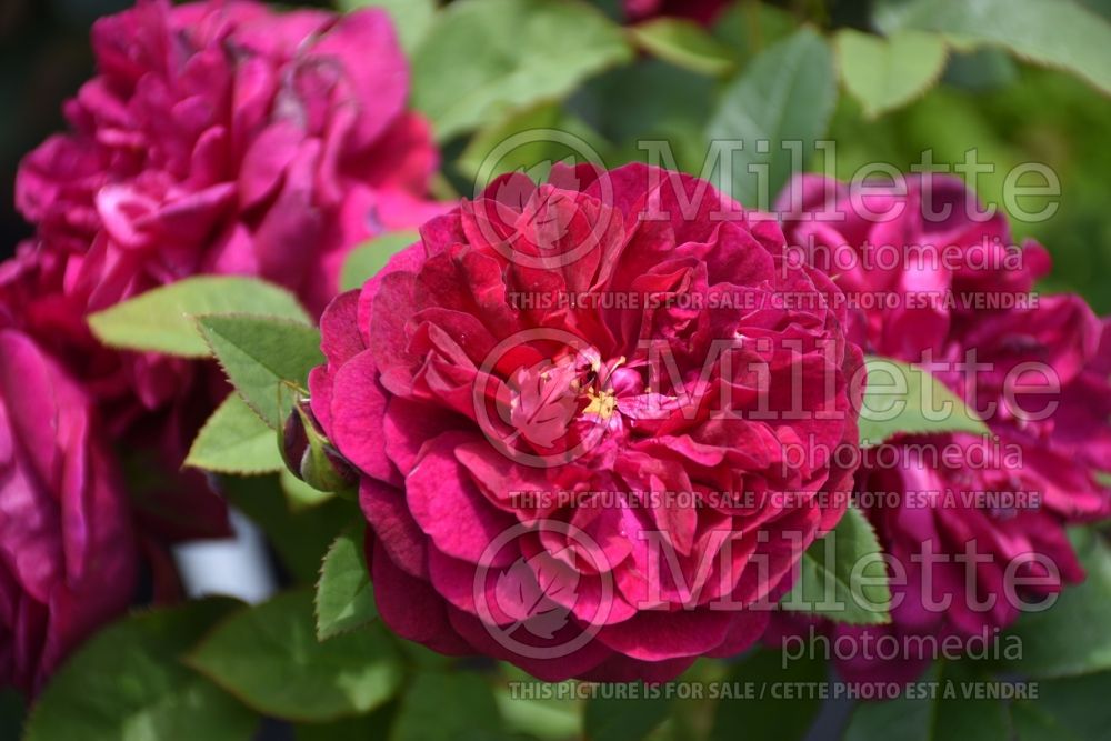 Rosa Darcey Bussell (Shrub Rose) 1