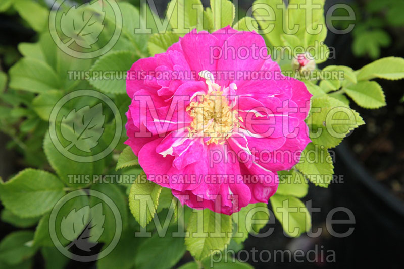 Rosa David Thompson (Hybrid Rugosa Rose) 1