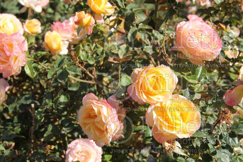 Rosa Day Breaker (floribunda Rose) 2 