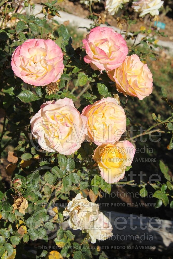 Rosa Day Breaker (floribunda Rose) 3 