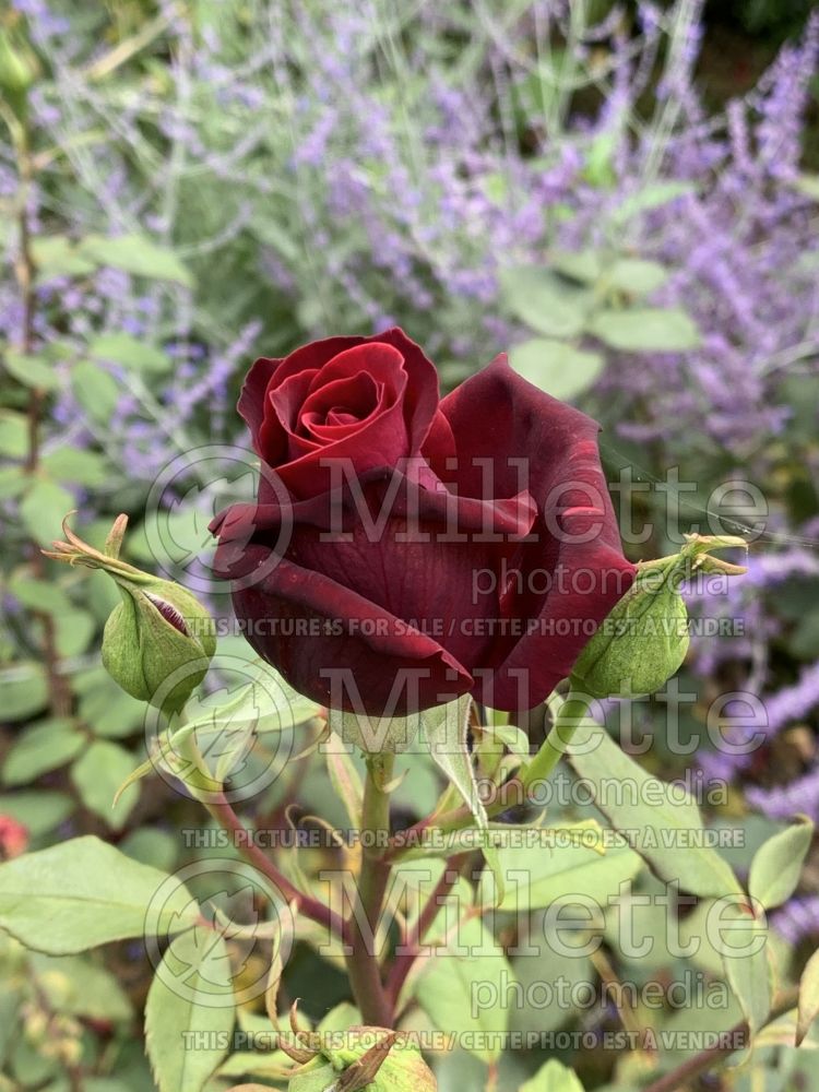 Rosa Deep Secret (Bush rose) 2