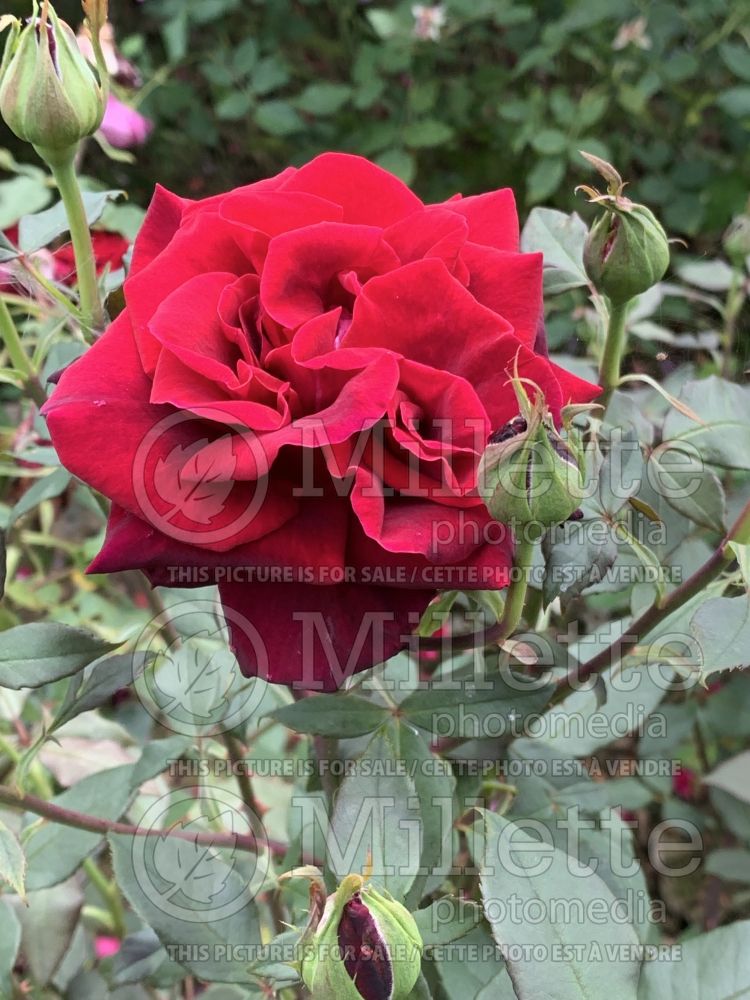 Rosa Deep Secret (Bush rose) 3