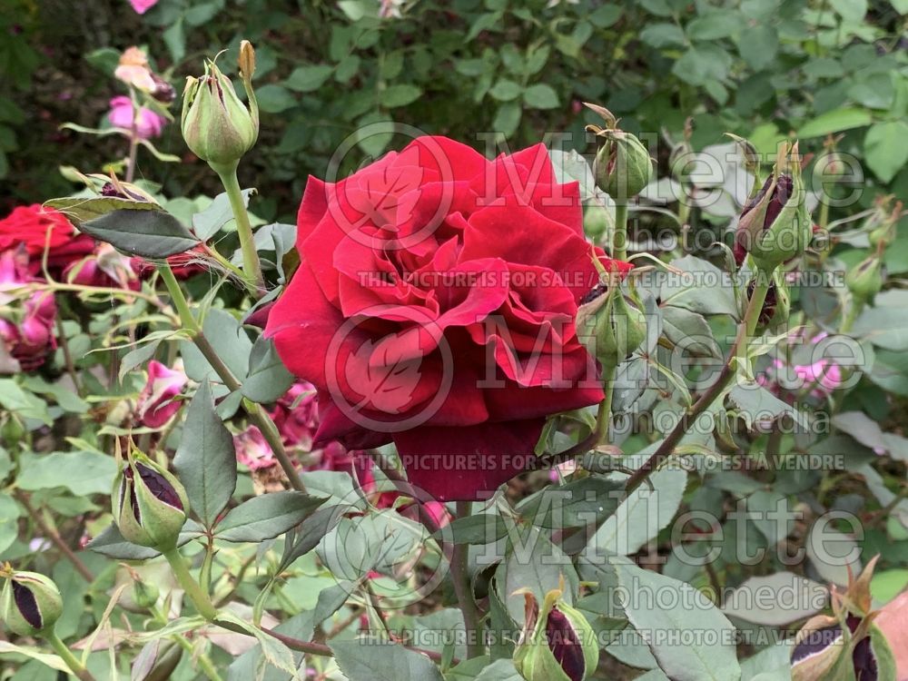 Rosa Deep Secret (Bush rose) 4
