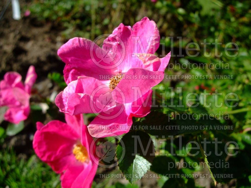 Rosa De Montarville (Floribunda Rose)  2 