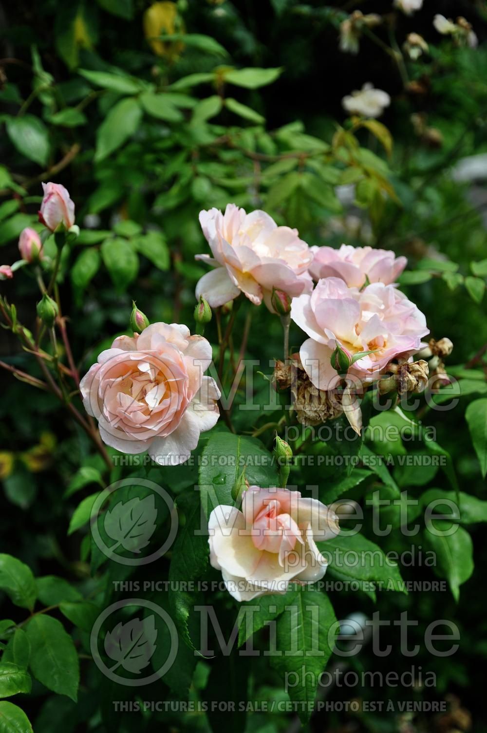 Rosa Desprez à fleur jaune (Climbing rose) 2