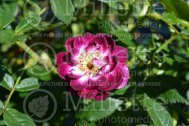 Rosa Diamond Eyes or Wekwibypur (Miniature Rose)  1 