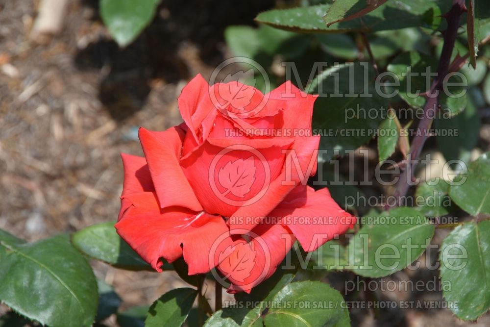 Rosa Dolly Parton (hybrid tea Rose) 2 