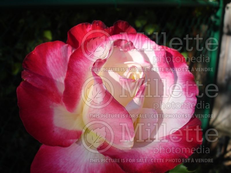 Rosa Double Delight (Hybrid tea Rose) 2