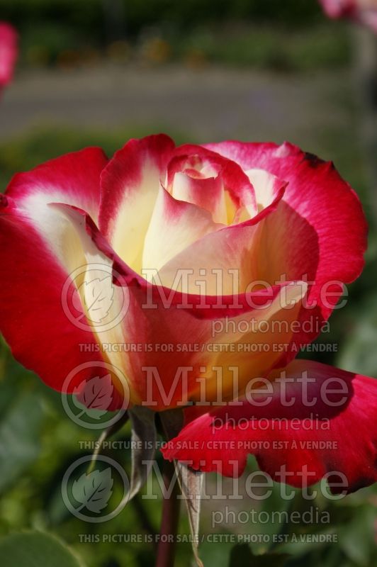 Rosa Double Delight (Hybrid tea Rose) 3