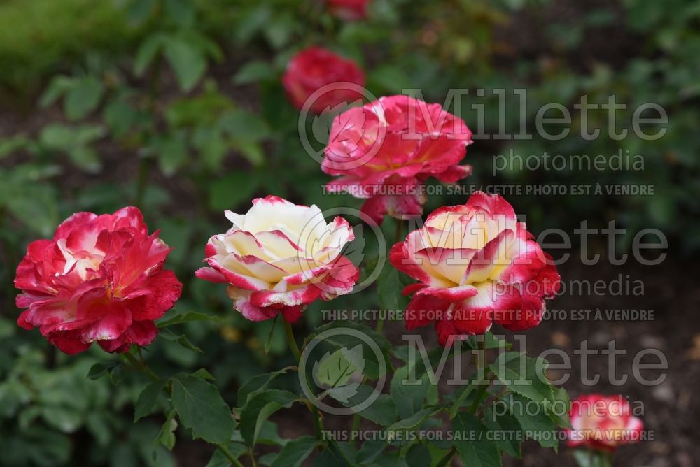 Rosa Double Delight (Hybrid tea Rose) 7