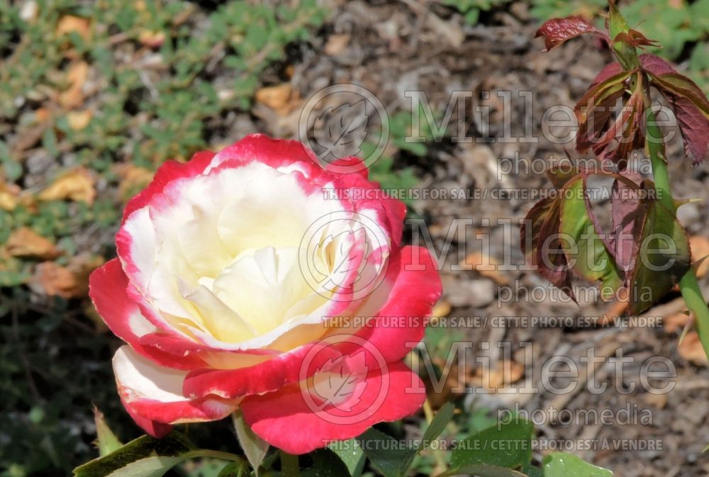 Rosa Double Delight (Hybrid tea Rose) 5