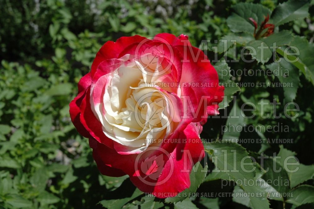 Rosa Double Delight (Hybrid tea Rose) 4