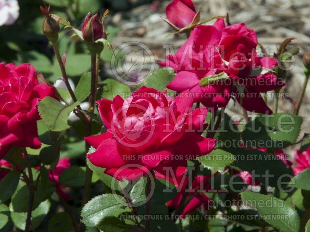 Rosa Double Knockout (Hybrid Rose) 5