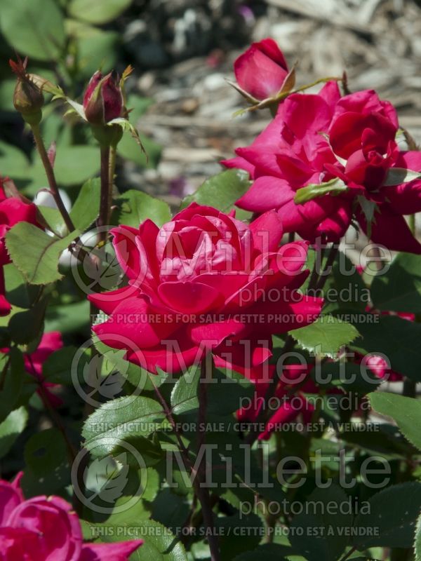 Rosa Double Knockout (Hybrid Rose) 6