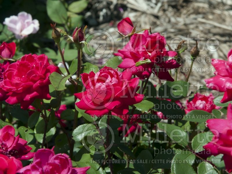 Rosa Double Knockout (Hybrid Rose) 7