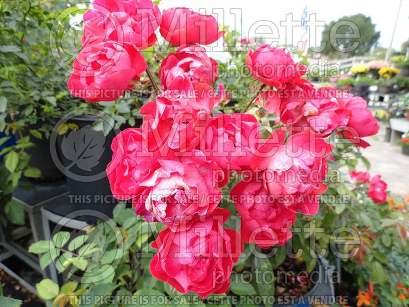 Rosa Double Knockout (Hybrid Rose) 2