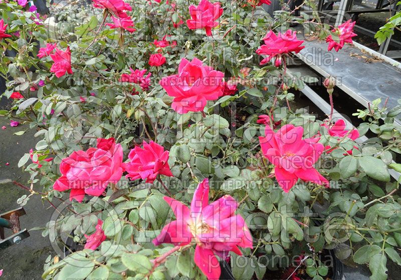 Rosa Double Knockout (Hybrid Rose) 4