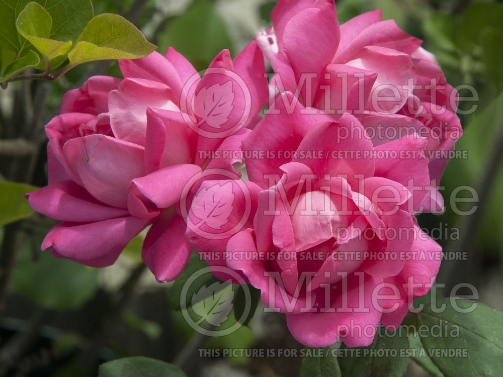 Rosa Pink Double Knockout (Shrub Rose) 2