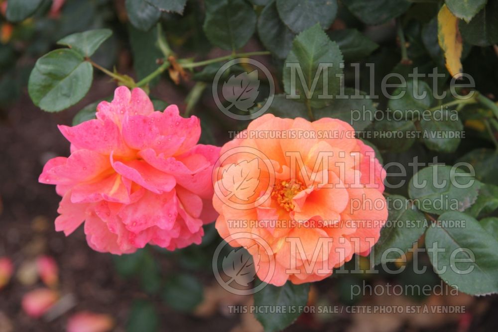 Rosa Easy Does It (floribunda Rose)  4 