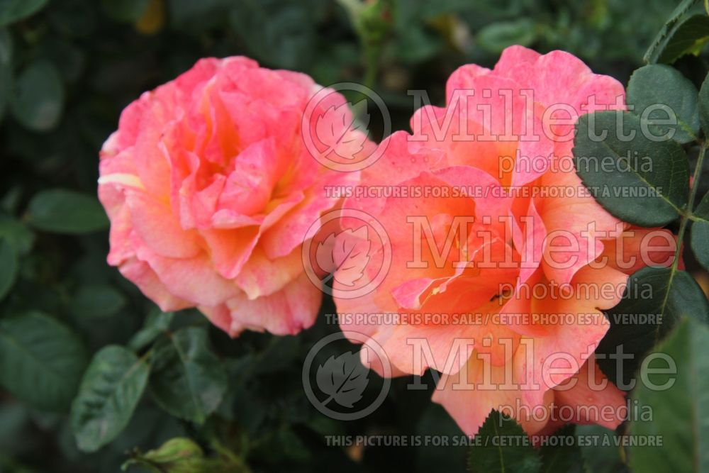 Rosa Easy Does It (floribunda Rose)  2 