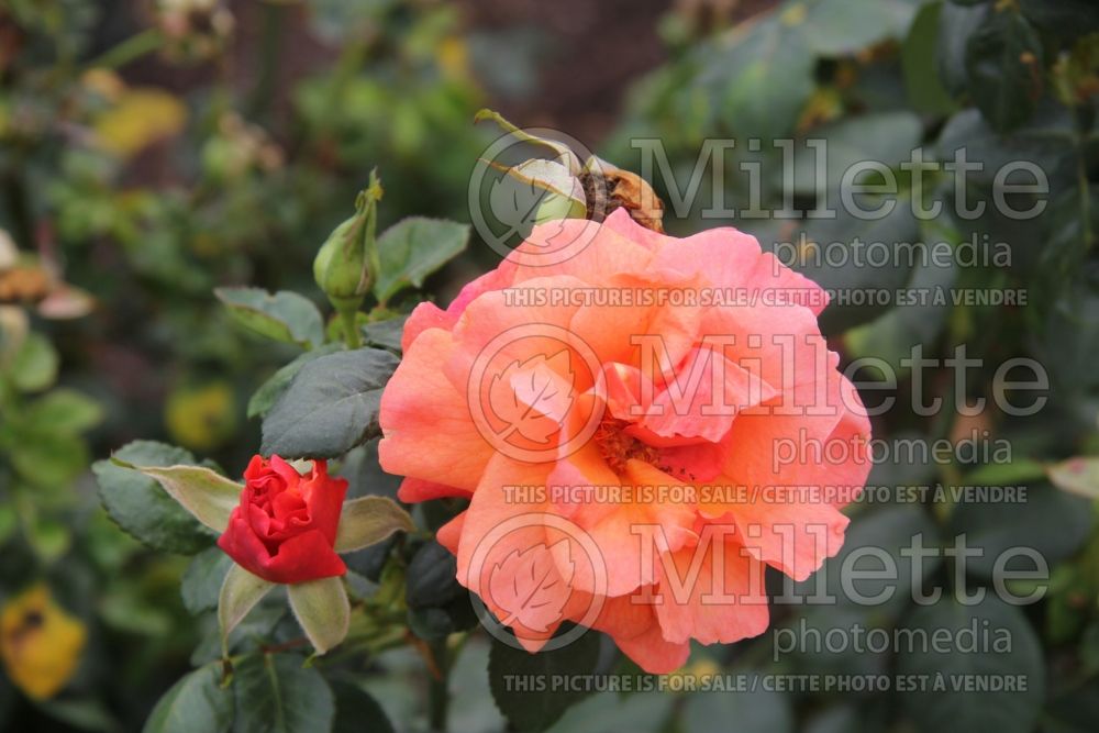 Rosa Easy Does It (floribunda Rose)  3 