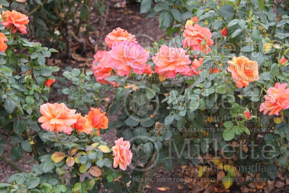 Rosa Easy Does It (floribunda Rose)  1 