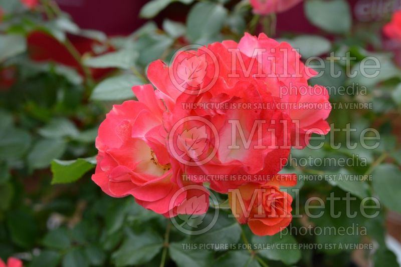 Rosa Easy Elegance Coral Cove aka BAIove (Shrub rose)  1