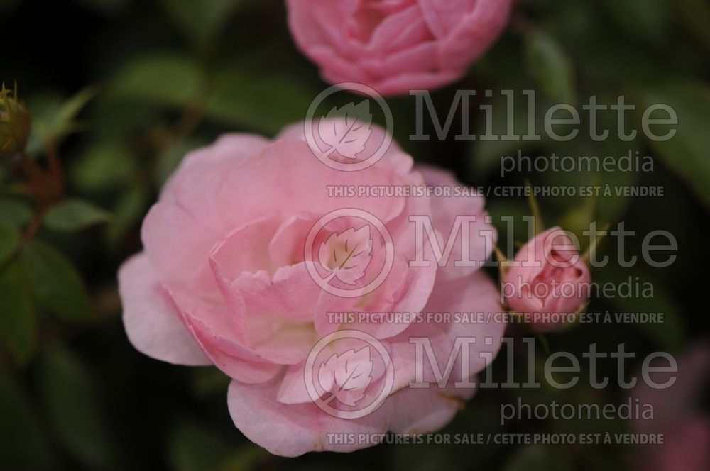 Rosa Easy Elegance Pinktopia (Shrub  Rose) 1