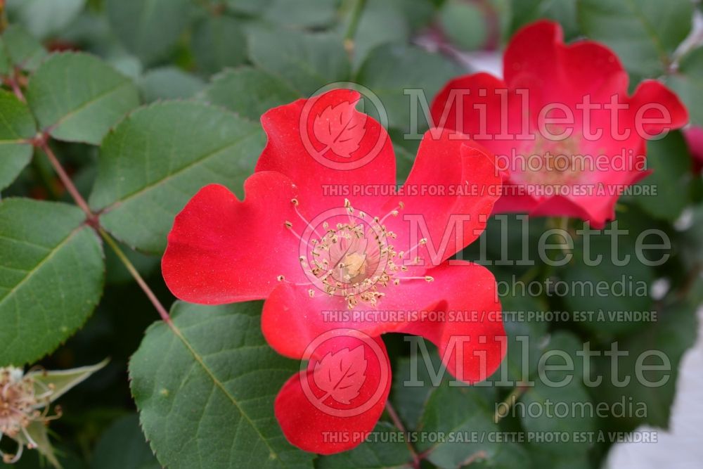 Rosa Easy Elegance Screaming Neon Red or BAIneon (Shrub rose)  1