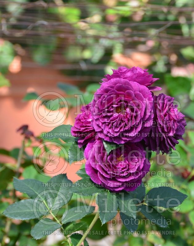 Rosa Ebb Tide (floribunda Rose)  2 