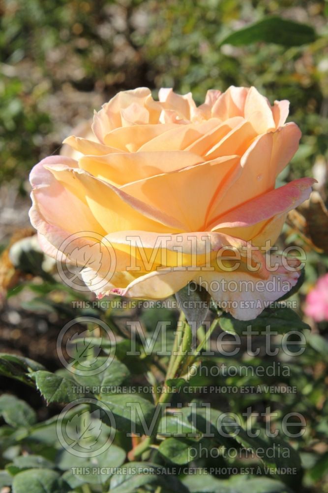 Rosa Elle aka Meibderos (Hybrid Tea Rose) 2