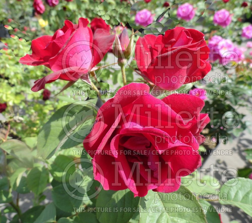 Rosa Emily Carr (Shrub Rose) 3 