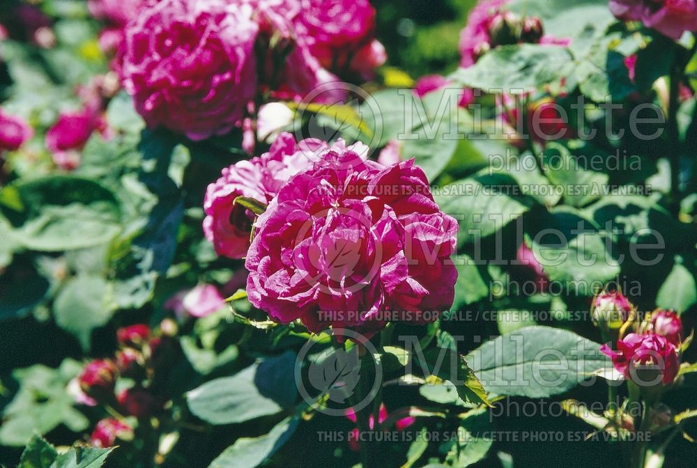 Rosa Empereur du Maroc (Old Rose) 1 