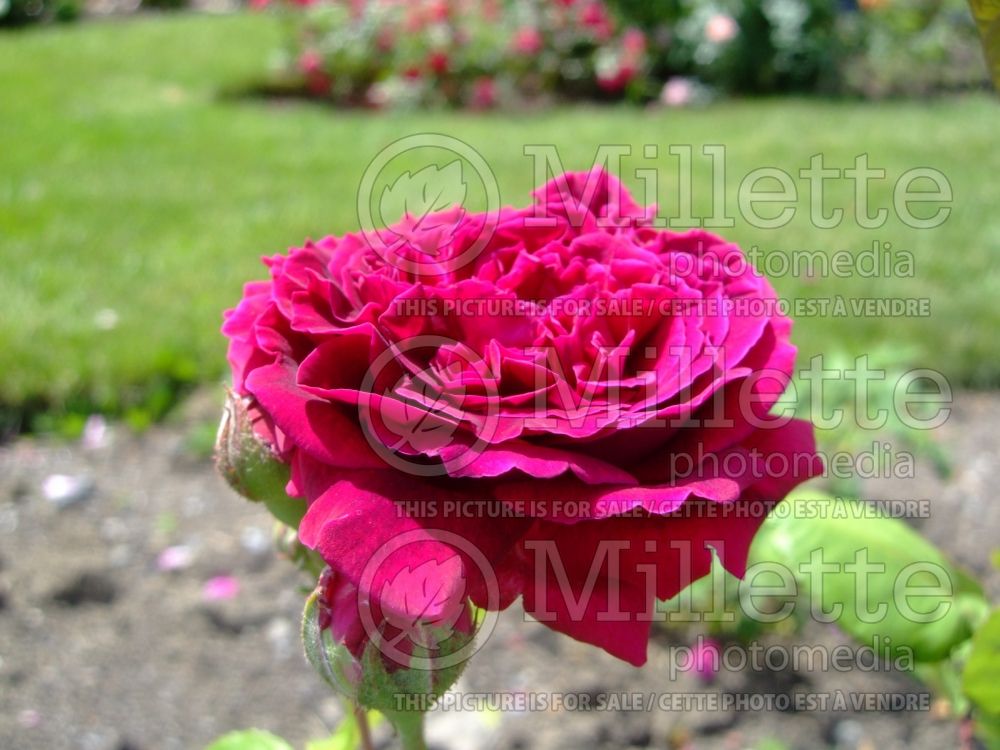 Rosa Empereur du Maroc (Old Rose) 3 