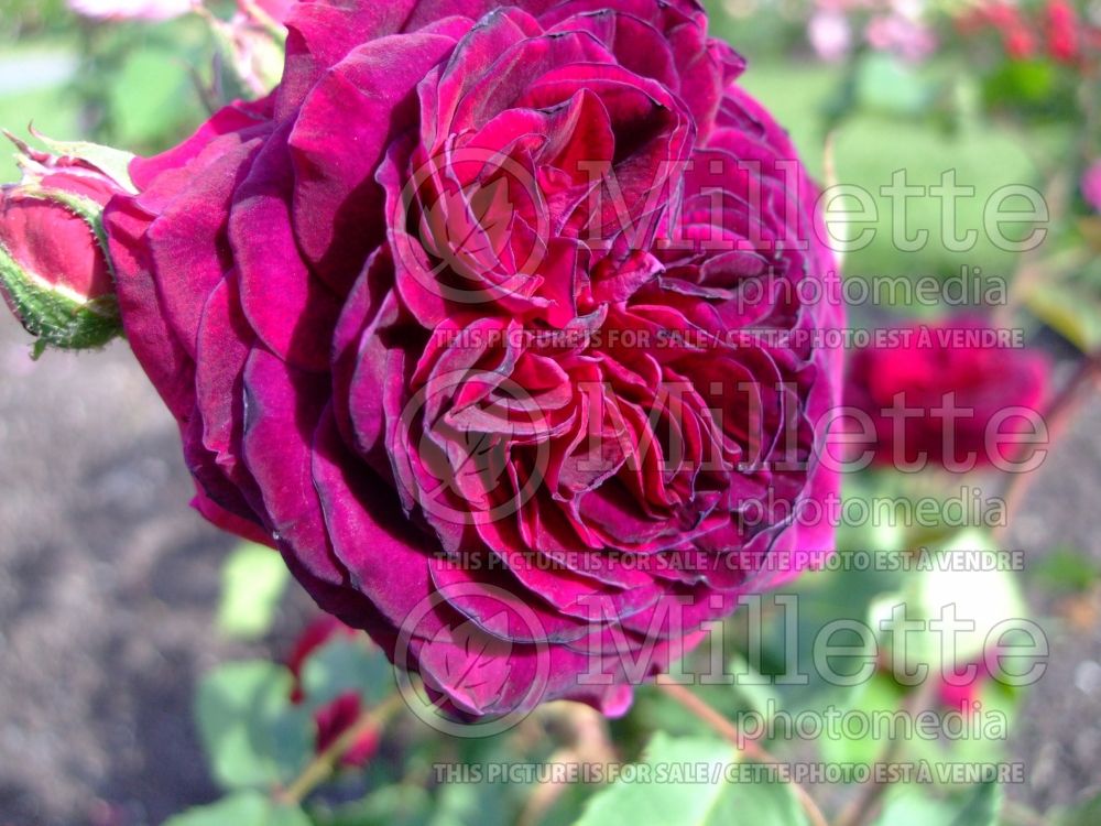 Rosa Empereur du Maroc (Old Rose) 2 