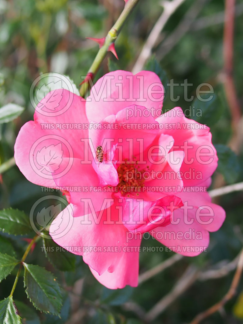 Rosa Royal Edward (Shrub Rose) 2 