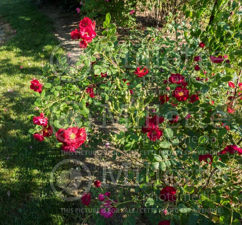 Rosa Explorer Survivor (Shrub Rose) 1 