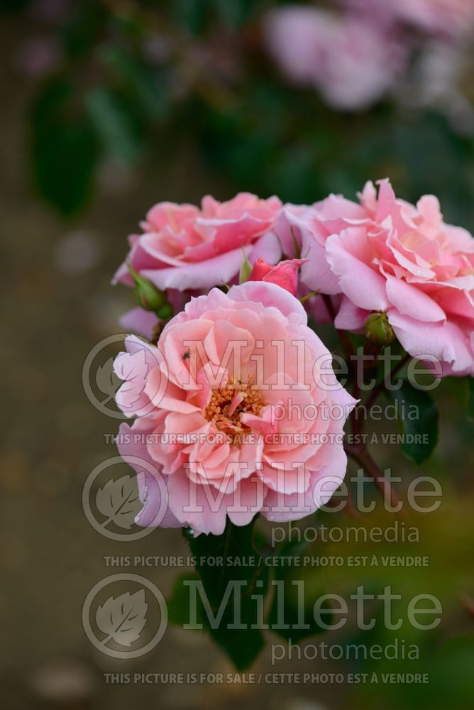 Rosa Festive Jewel (Climbing rose) 1 