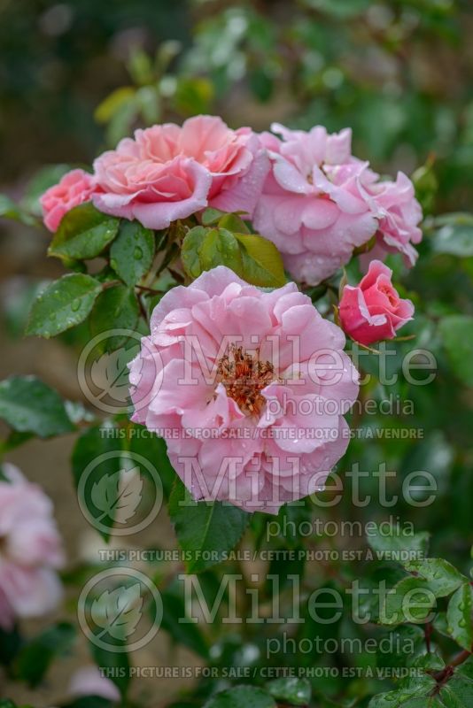 Rosa Festive Jewel (Climbing rose) 3 