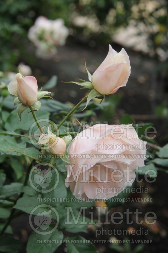 Rosa First Kiss (hybrid tea Rose) 1