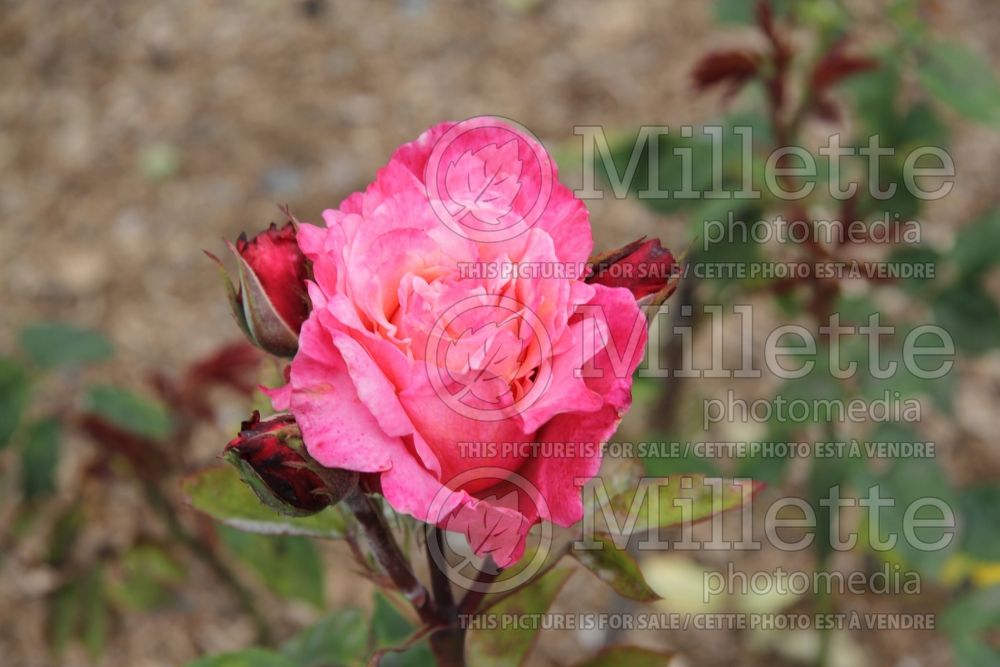 Rosa First Prize (Hybrid tea Rose)  1 