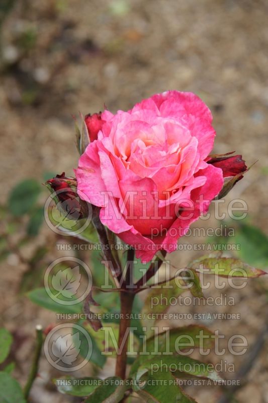 Rosa First Prize (Hybrid tea Rose)  2