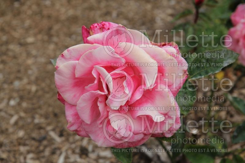 Rosa First Prize (Hybrid tea Rose)  3